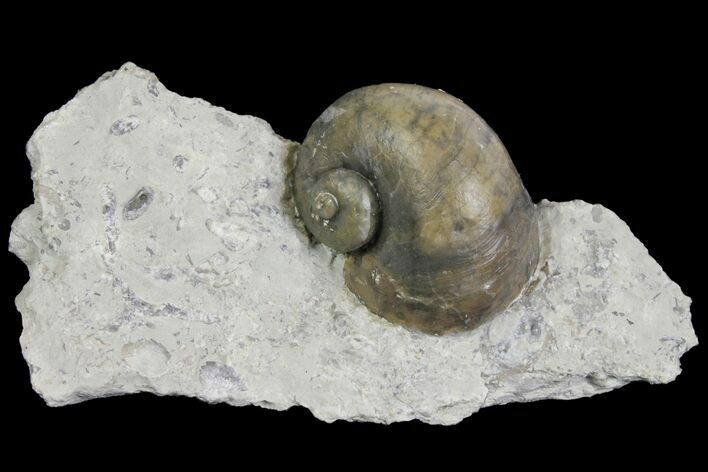 Fossil Gastropod (Platystoma) - Indiana #136961